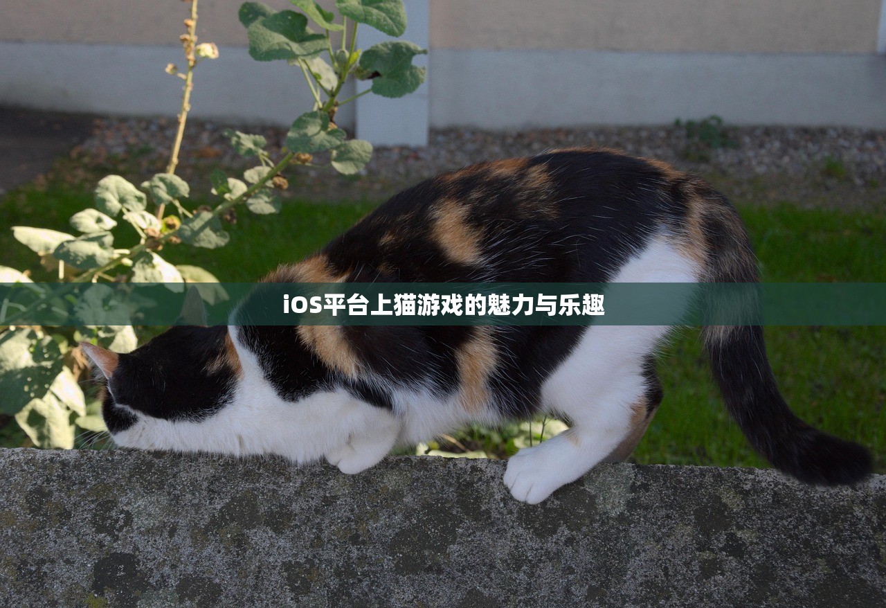 iOS平台上猫游戏的魅力与乐趣