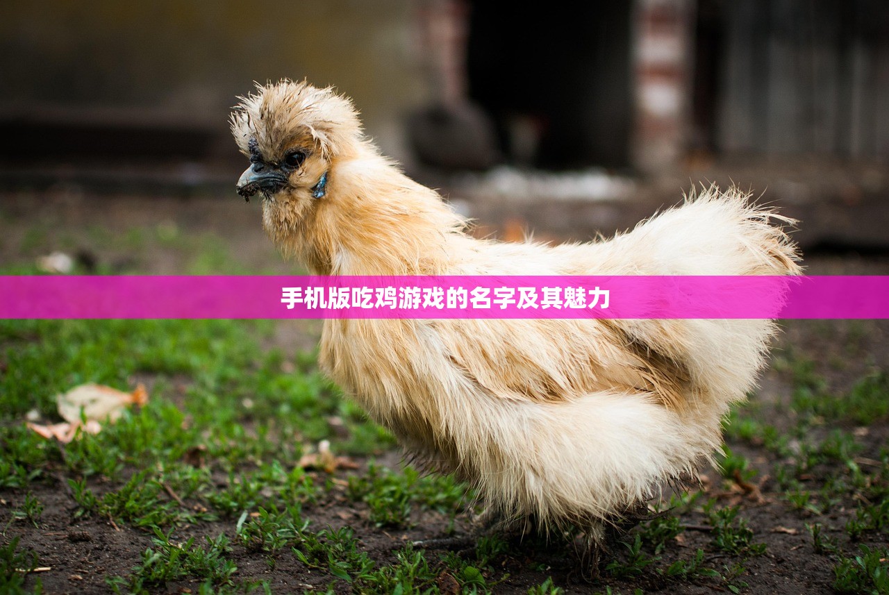 手机版吃鸡游戏的名字及其魅力