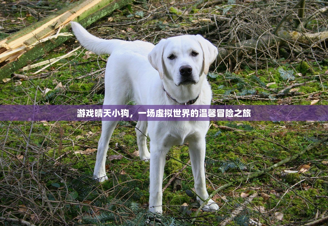 游戏晴天小狗，一场虚拟世界的温馨冒险之旅