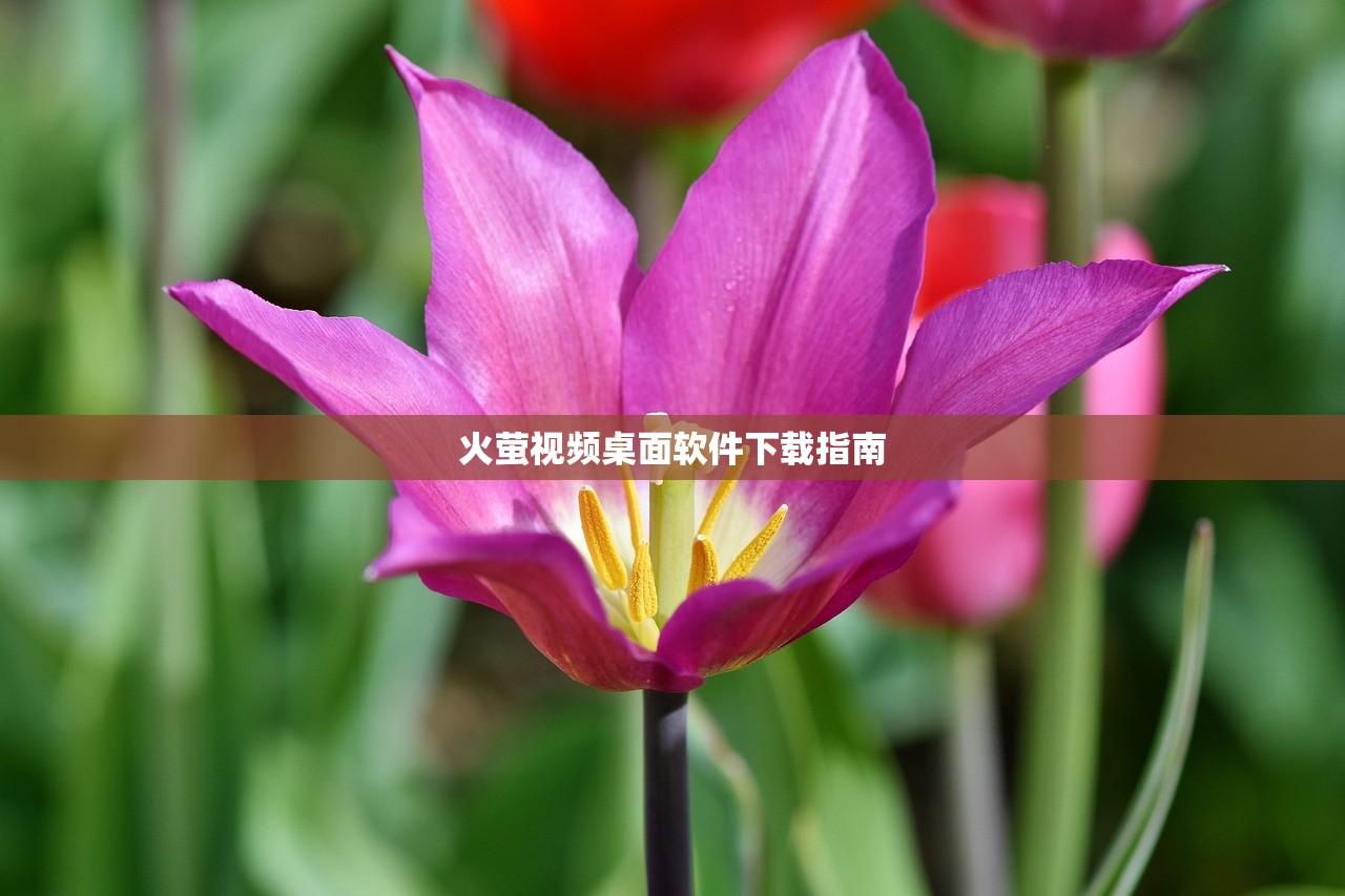 火萤视频桌面软件下载指南