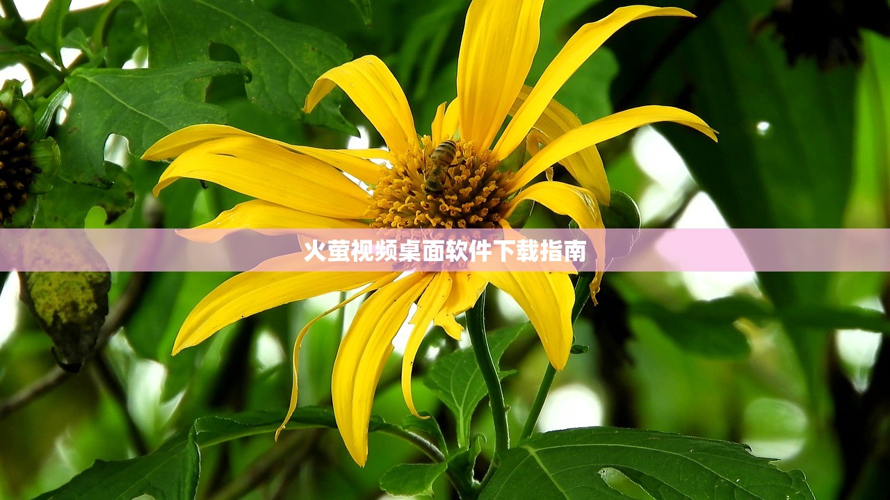 火萤视频桌面软件下载指南