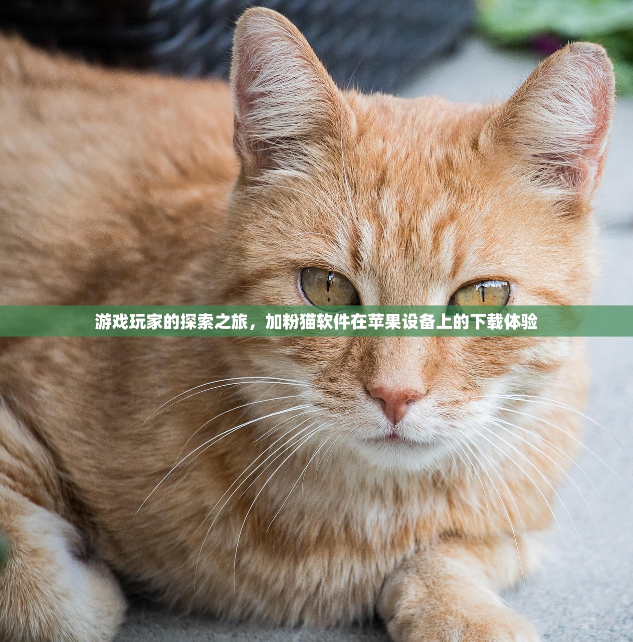 游戏玩家的探索之旅，加粉猫软件在苹果设备上的下载体验
