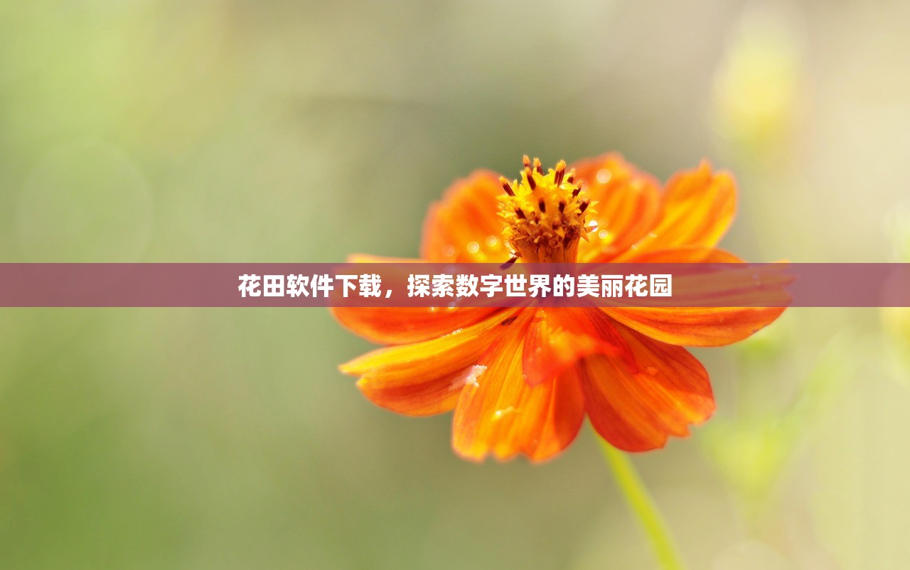 花田软件下载，探索数字世界的美丽花园