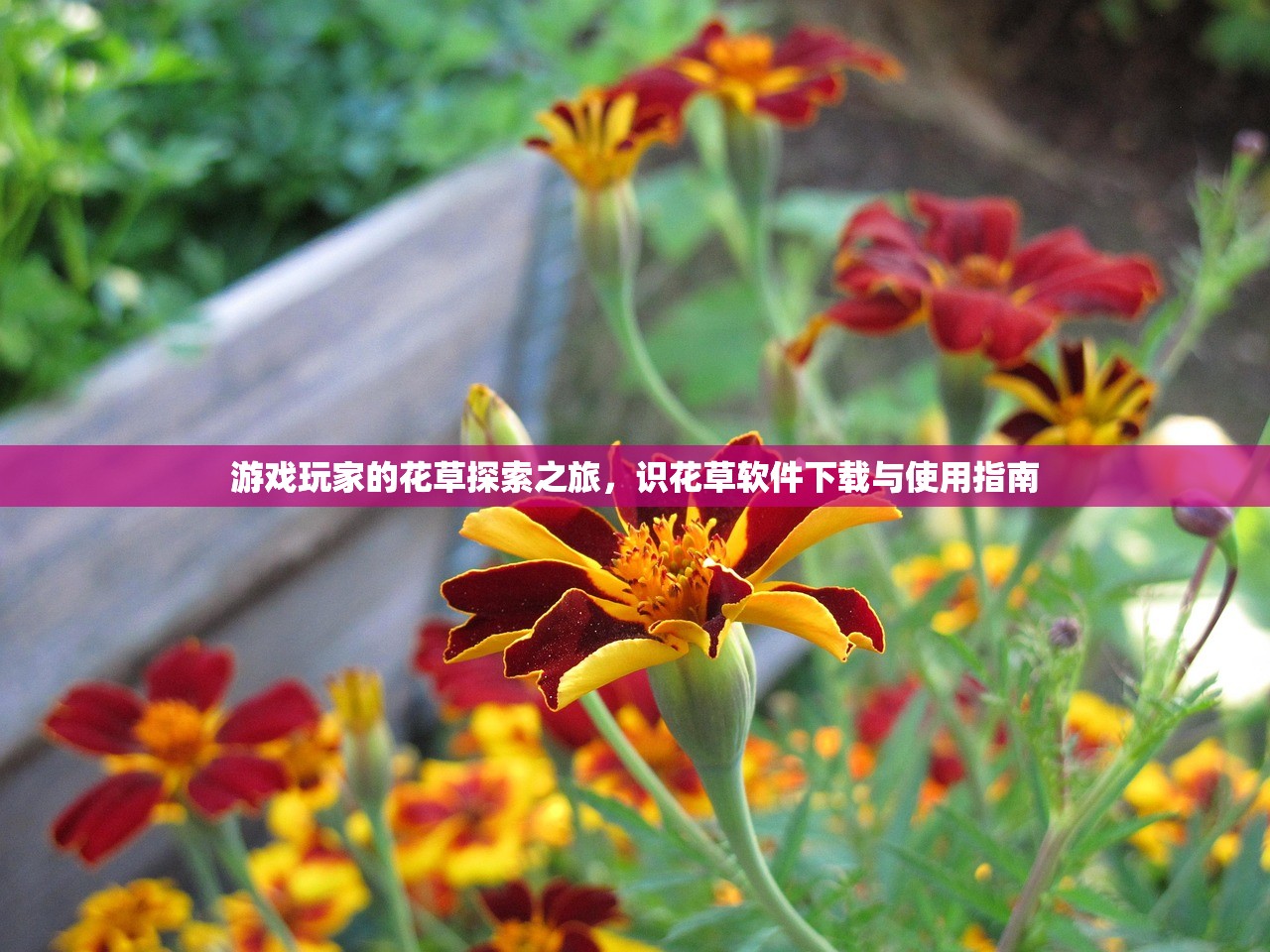游戏玩家的花草探索之旅，识花草软件下载与使用指南
游戏玩家的花草探索之旅，识花草软件下载与使用指南