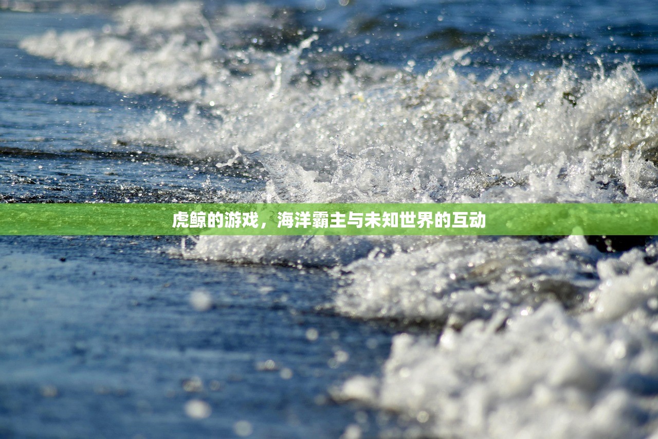 虎鲸的游戏，海洋霸主与未知世界的互动