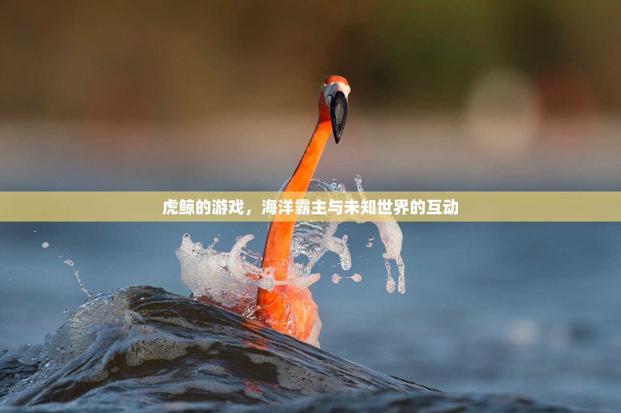 虎鲸的游戏，海洋霸主与未知世界的互动
