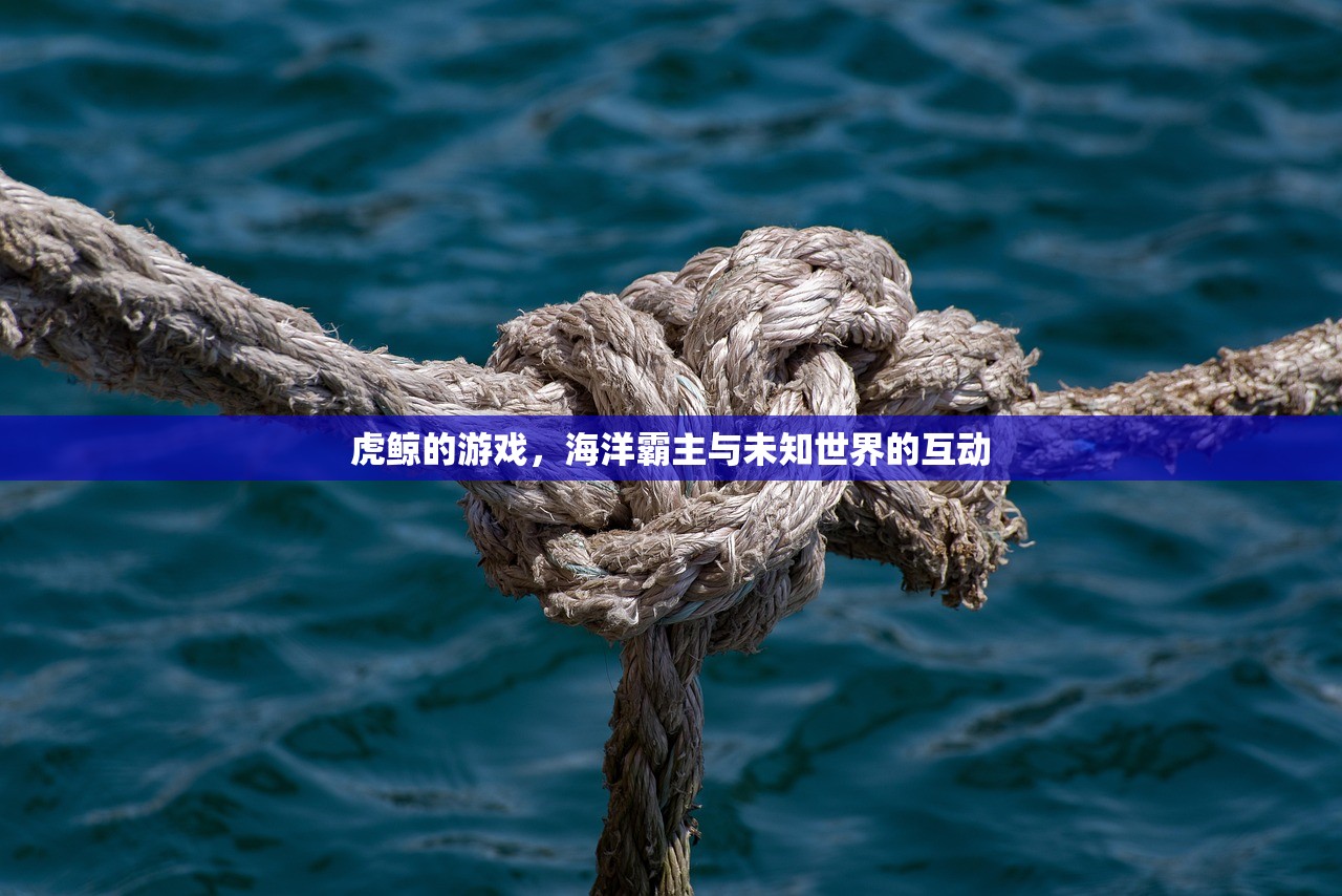 虎鲸的游戏，海洋霸主与未知世界的互动