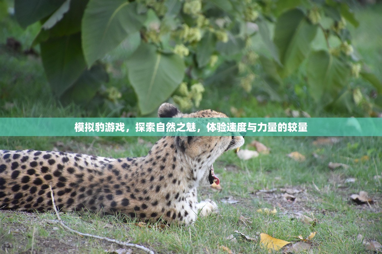 模拟豹游戏，探索自然之魅，体验速度与力量的较量