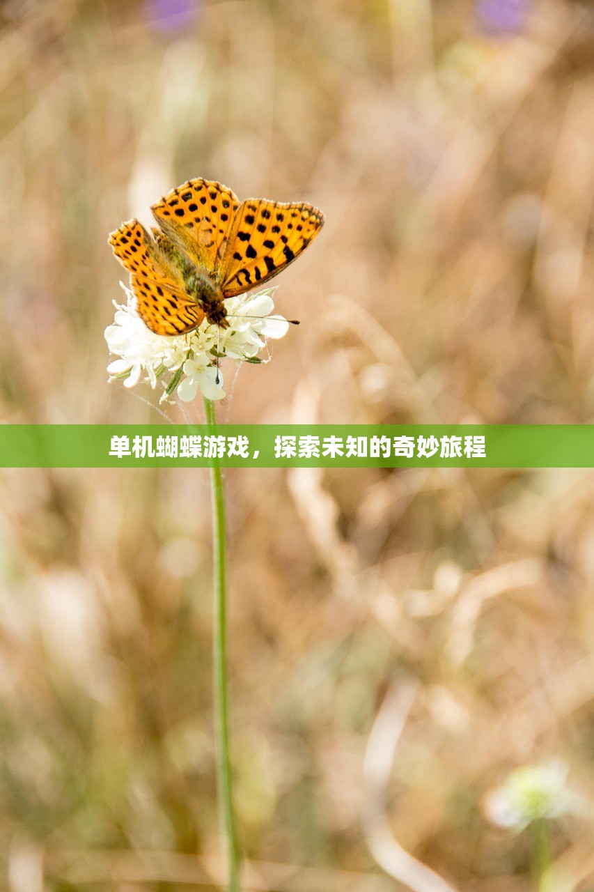 单机蝴蝶游戏，探索未知的奇妙旅程